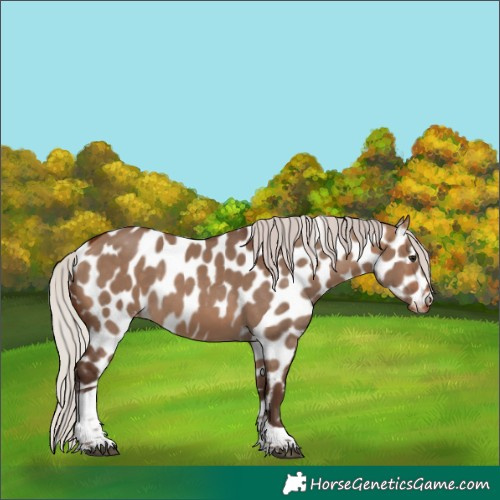 Horse Color:Silver Brown Dun Tobiano Appaloosa 