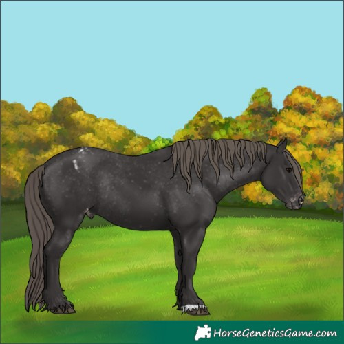 Horse Color:Smoky Black Appaloosa Rabicano