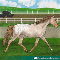 Horse Color:Red Roan Appaloosa 