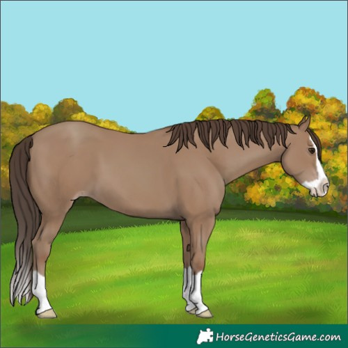 Horse Color:Classic Champagne Splash 