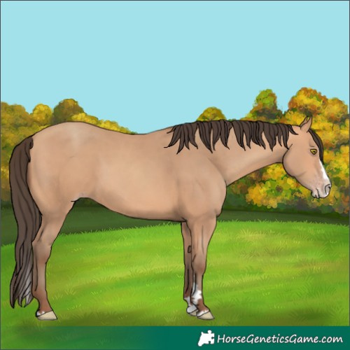 Horse Color:Amber Champagne Splash 