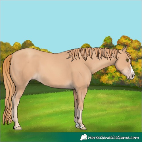 Horse Color:Gold Champagne Splash 