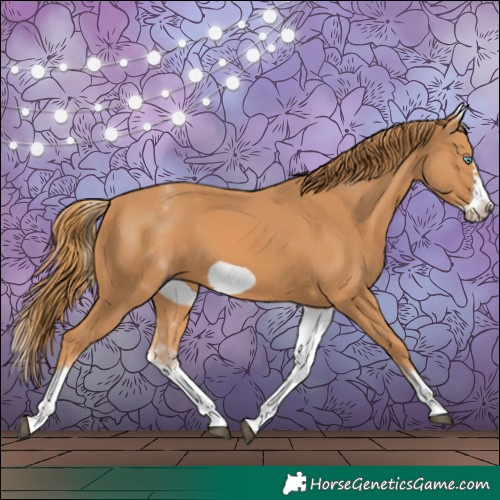 Horse Color:White Spotted Chestnut Frame 