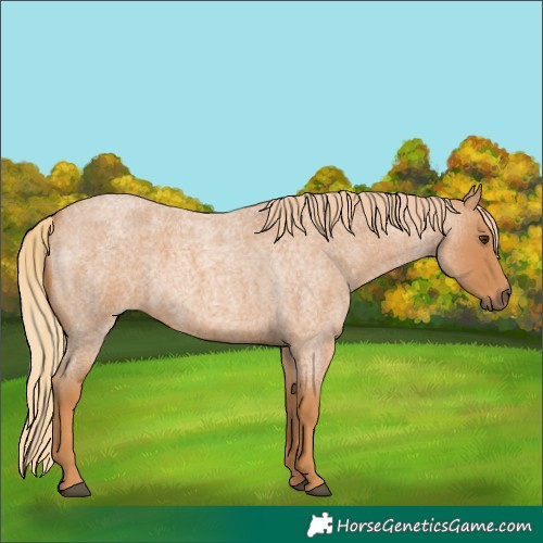 Horse Color:Red Roan 