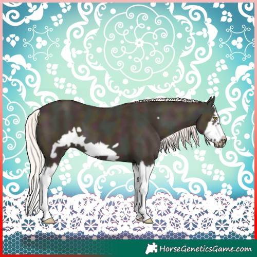 Horse Color:Midnight Silver Classic Champagne Dun Splash Frame