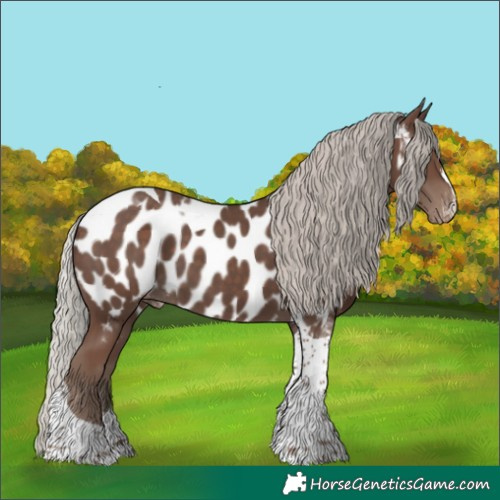 Horse Color:Silver Black Tobiano Appaloosa