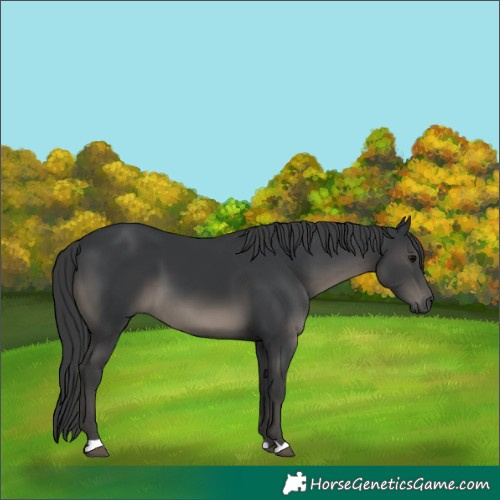Horse Color:Black 