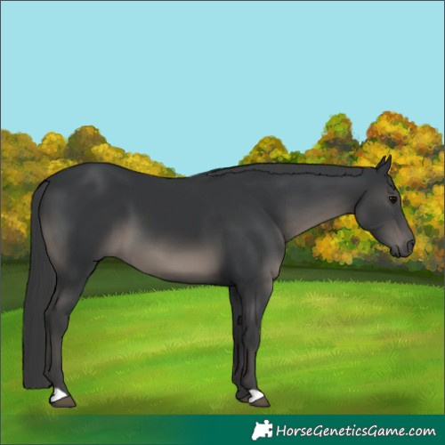 Horse Color:Black 