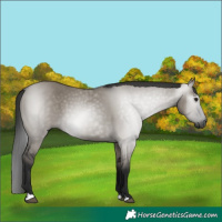 Horse Color:Gray Grullo 