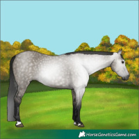 Horse Color:Gray Grullo