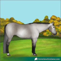Horse Color:Gray Grullo 