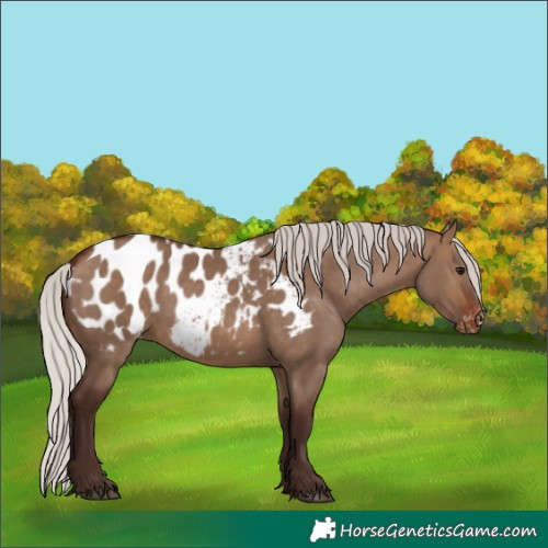Horse Color:Silver Brown Dun Appaloosa 