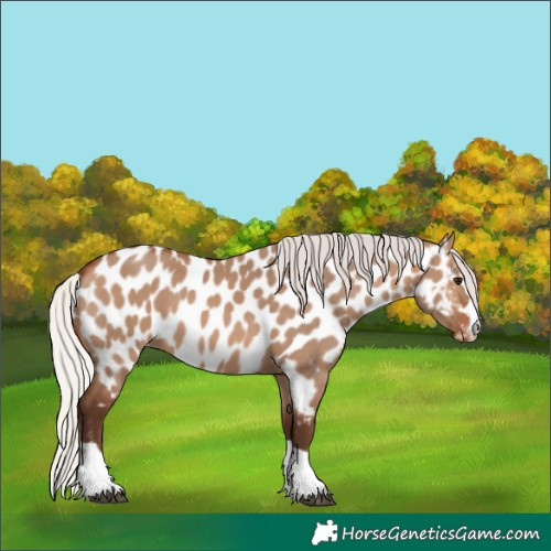 Horse Color:Silver Brown Dun Near Leopard 