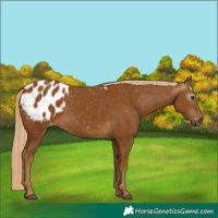 Horse Color:Gray Palomino Appaloosa 