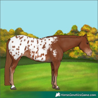 Horse Color:Chestnut Appaloosa 