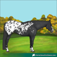 Horse Color:Black Appaloosa 