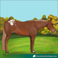 Horse Color:Chestnut Appaloosa 
