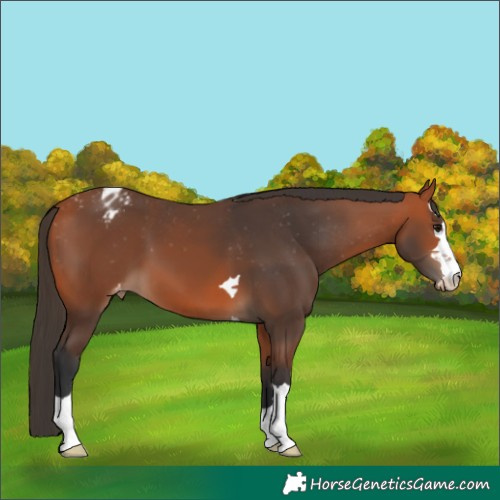 Horse Color:Bay Appaloosa