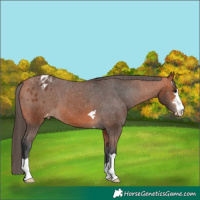 Horse Color:Bay Appaloosa 