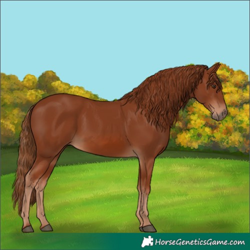 Horse Color:Chestnut 
