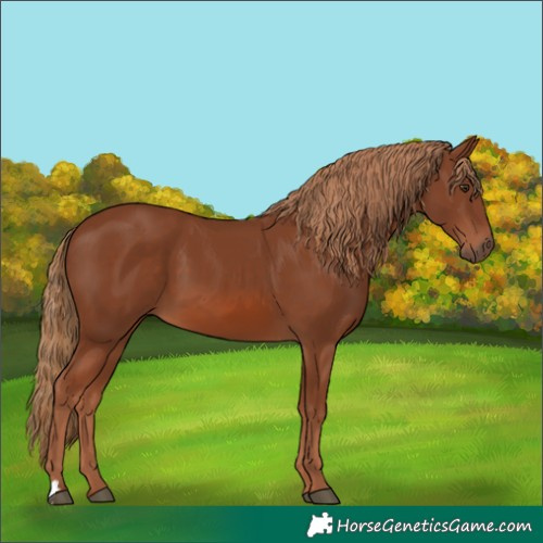 Horse Color:Chestnut 