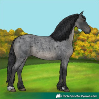 Horse Color:Blue Roan
