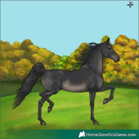 Horse Color:Black 