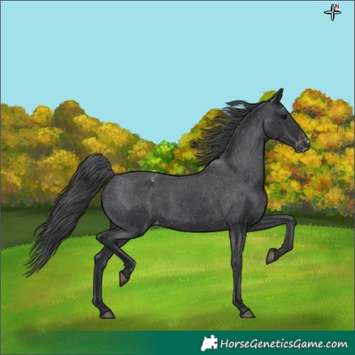 Horse Color:Black Appaloosa Rabicano 