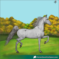 Horse Color:Black Appaloosa Rabicano 