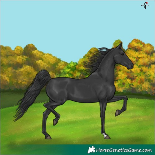 Horse Color:Black 