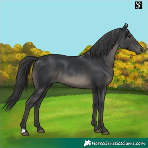 Horse Color:Black 