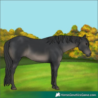 Horse Color:Black 
