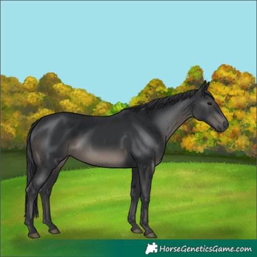 Horse Color:Black 