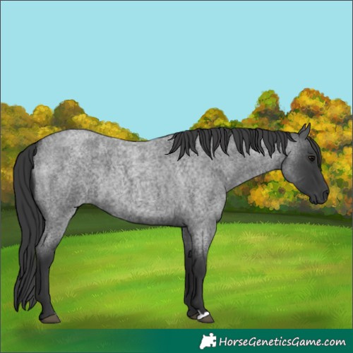 Horse Color:Blue Roan 