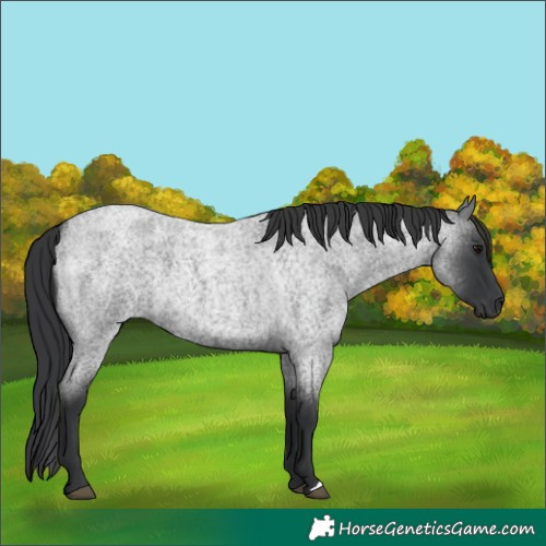 Horse Color:Blue Roan 