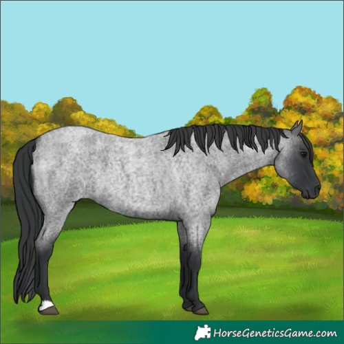 Horse Color:Blue Roan 