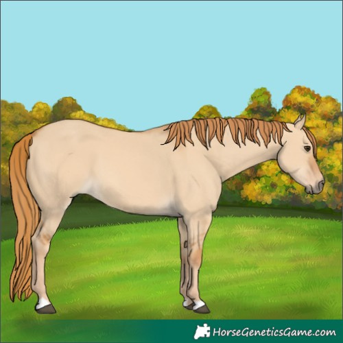 Horse Color:Red Dun 