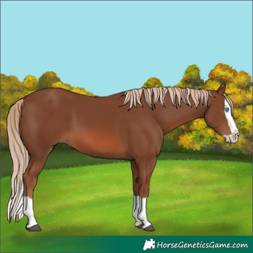 Horse Color:Chestnut Splash