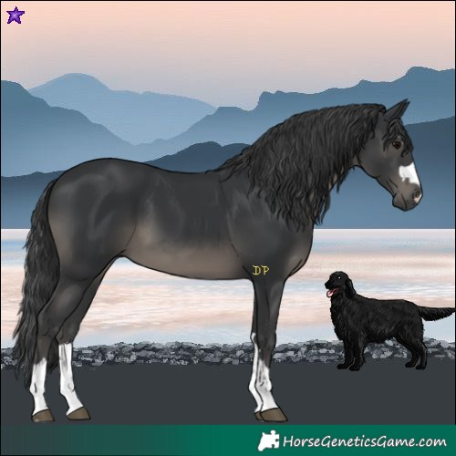 Horse Color:Black 