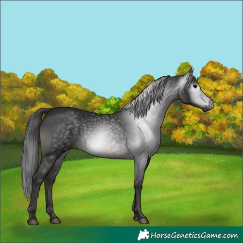 Horse Color:Gray Black 