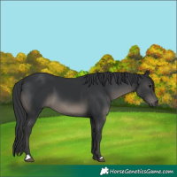 Horse Color:Black 