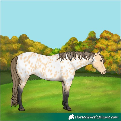 Horse Color:Buckskin Appaloosa