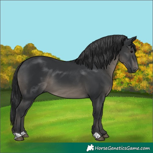 Horse Color:Black 