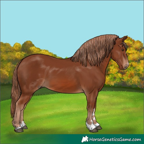 Horse Color:Chestnut 