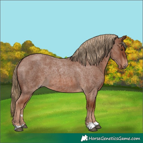 Horse Color:Red Roan