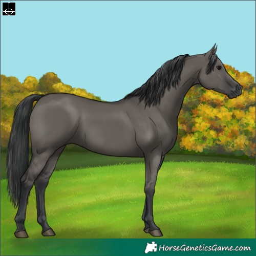 Horse Color:Grullo