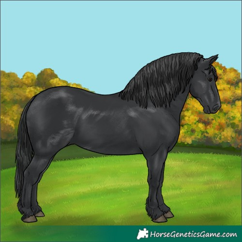 Horse Color:Black 