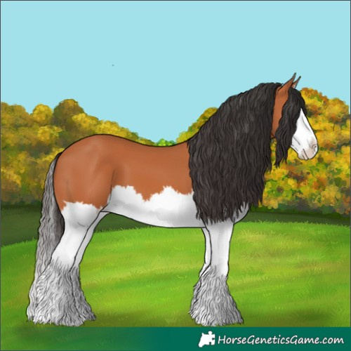 Horse Color:Bay Splash