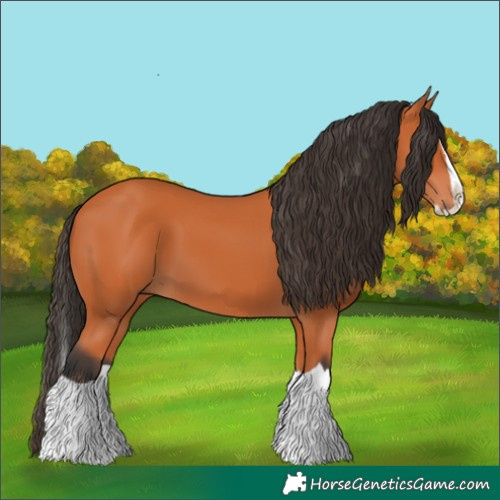 Horse Color:Bay Splash 