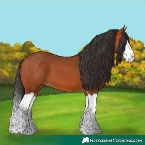 Horse Color:Bay Splash